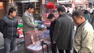 Qing ping market guangzhou #2 31 ...