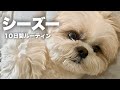 #5-④【ルーティン】もふもふ可愛いシーズー犬と家族の10日間（2023.5.16-5.25）/ Shih Tzu takes a walk everyday in May.