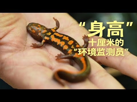 【远方的家】瑶山肥螈，前足4指，后足5趾，身长仅为十厘米左右，却是重要的“生态指标”！