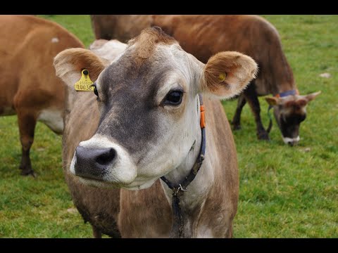 Wideo: Różnica Między Krową Jersey A Krową Holsztyńską