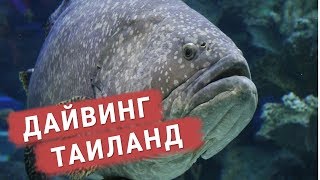 Дайвинг в Таиланде | Первое погружение с аквалангом в Андаманском море