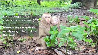 Abandoned monkeys- what happens when social media 'pets' are no longer cute Resimi