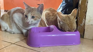 20221018 [ 野良猫 ] Hungry orange cat オレンジ色の猫はお腹がすいた by Kucing Kampoeng 飼い猫 218 views 1 year ago 1 minute, 29 seconds