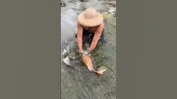 Cá Lớn - bắt Cá Chép Khủng ẩn nấp dưới rong 😱 #khacthuyvlogg