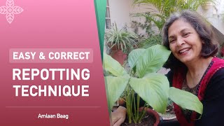 Easy & Correct Repotting Technique | पीस लिली में सही तरीके से रिपोटिंग करें ताकि आप पाएं अच्छे फूल