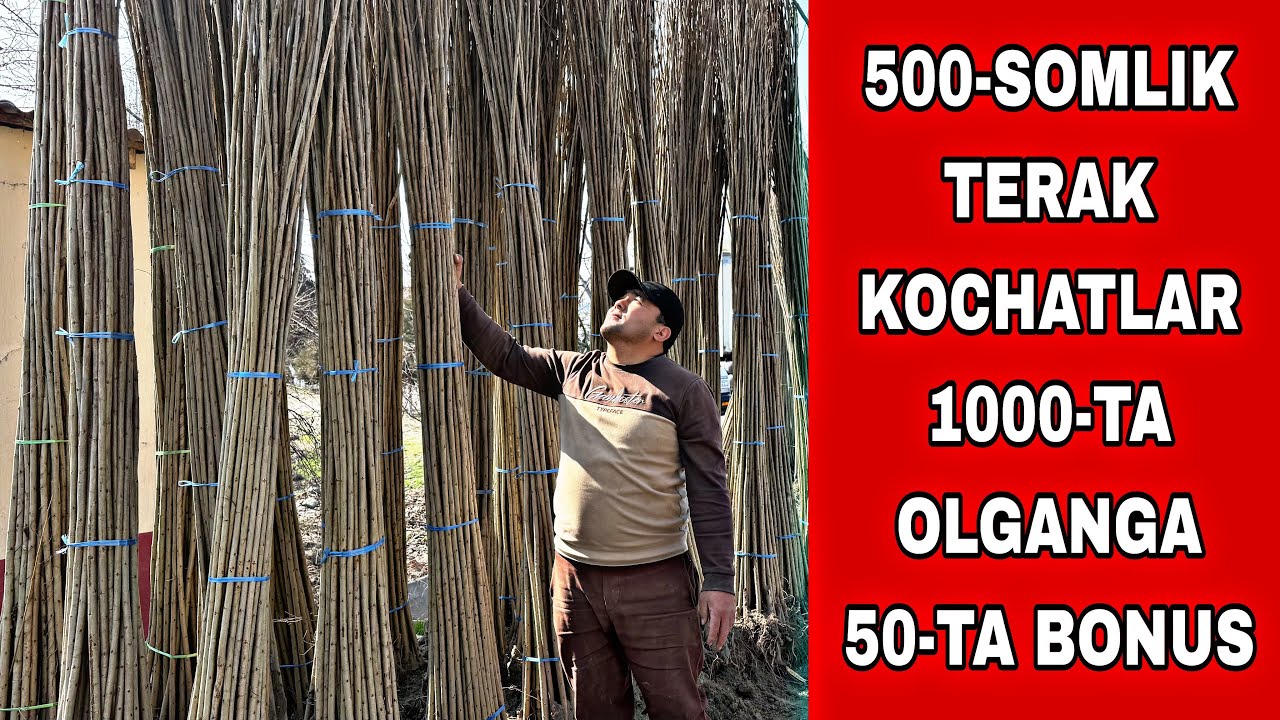 TERAK KOCHAT NARXLARI 2026