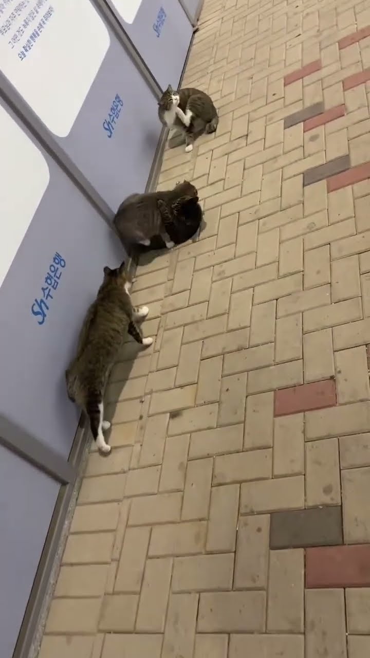Top des vidéos très mignon ♥️ ❄️ ♥️ ❄️ ♥️ ❄️ ♥️