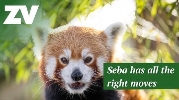 Red Panda healthcare!