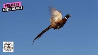 'Birds Everywhere' in South Dakota Pheasant Hunt!