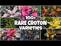 100 rare croton  codiaeum variegatum sanfranciscoplant trendingplant