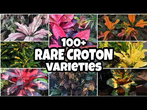 Video: Propagarea Crotonului (20 De Fotografii): Cum Să-l Propagați Cu Frunze și Butași Acasă? Îngrijirea Post-răsad