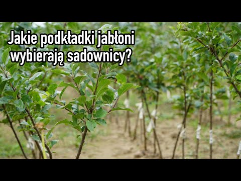 Wideo: Popularne podkładki do jabłoni