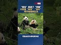 “室友”变“邻居”！#大熊猫 双胞胎姐妹“和花”“和叶”要分开了，即将开始独居生活。#大熊猫花花