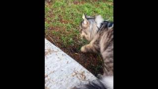 Will You Be My Neighbor? by King Curtis the Cat 111 views 7 years ago 55 seconds