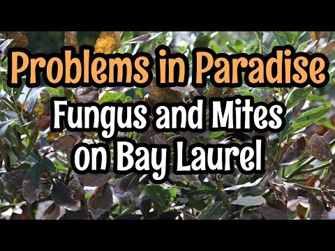 Problems in Paradise- Fungus and Mite Infestation on Bay Laurel Leaves