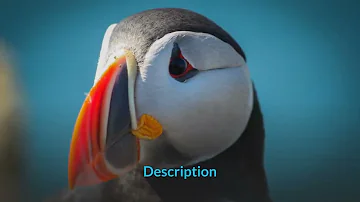 Atlantic Puffin Description, Characteristics and Facts!