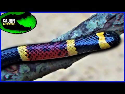 North America&rsquo;s most VENOMOUS SNAKE - The Coral Snake!