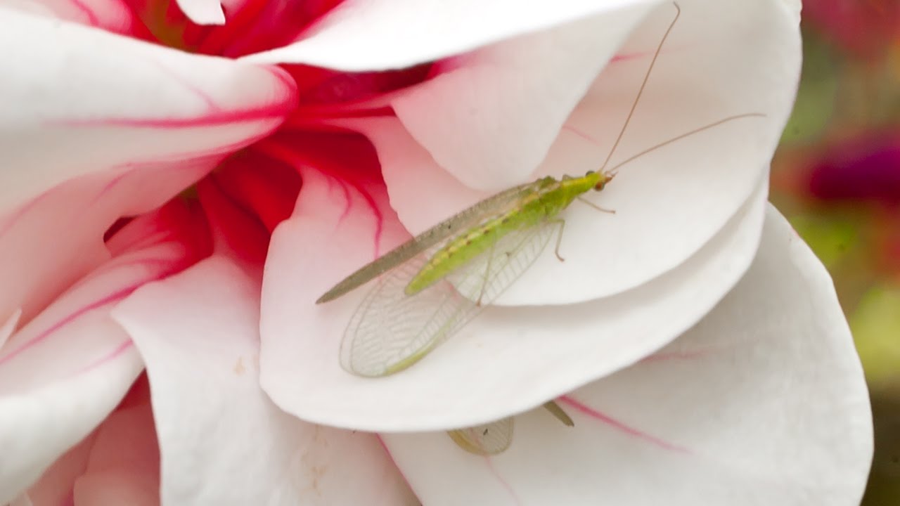 Белокрылка и паутинный клещ: биозащита