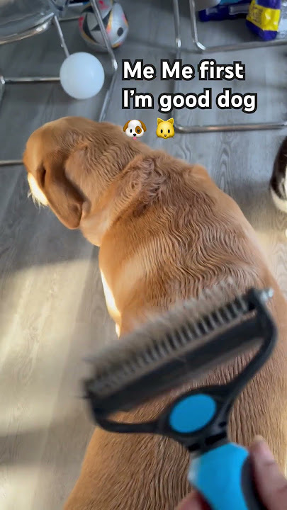 #bruno #gooddoggo #listenmama