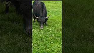 Donkey Is Braying Loudly While Himalyan Yak Is Peacefully Eating Fresh Gr