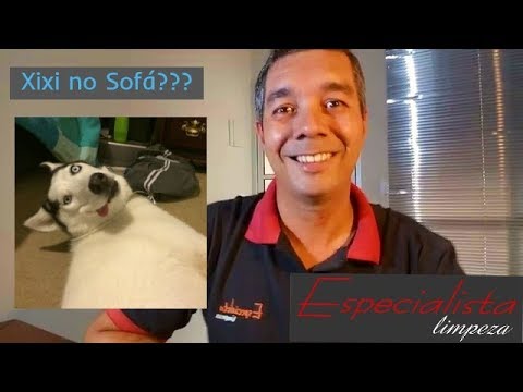 Como limpar o xixi ou cocô que seu bichinho deixou no sofá?