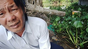 Câu cá sông thiên nhiên, câu cá mè vinh ở đầu con kênh lục bình lên cá dảnh bự 