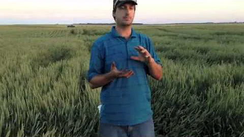 Precision Ag  Variable Rate Fertilizer applicaitons on Aberhart Farms  powered by Agri-Trend