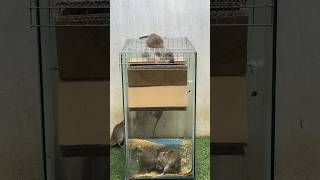 Best Mouse Trap Idea/Good Rat Trap At Home #Mousetrap2022 #Rattrap