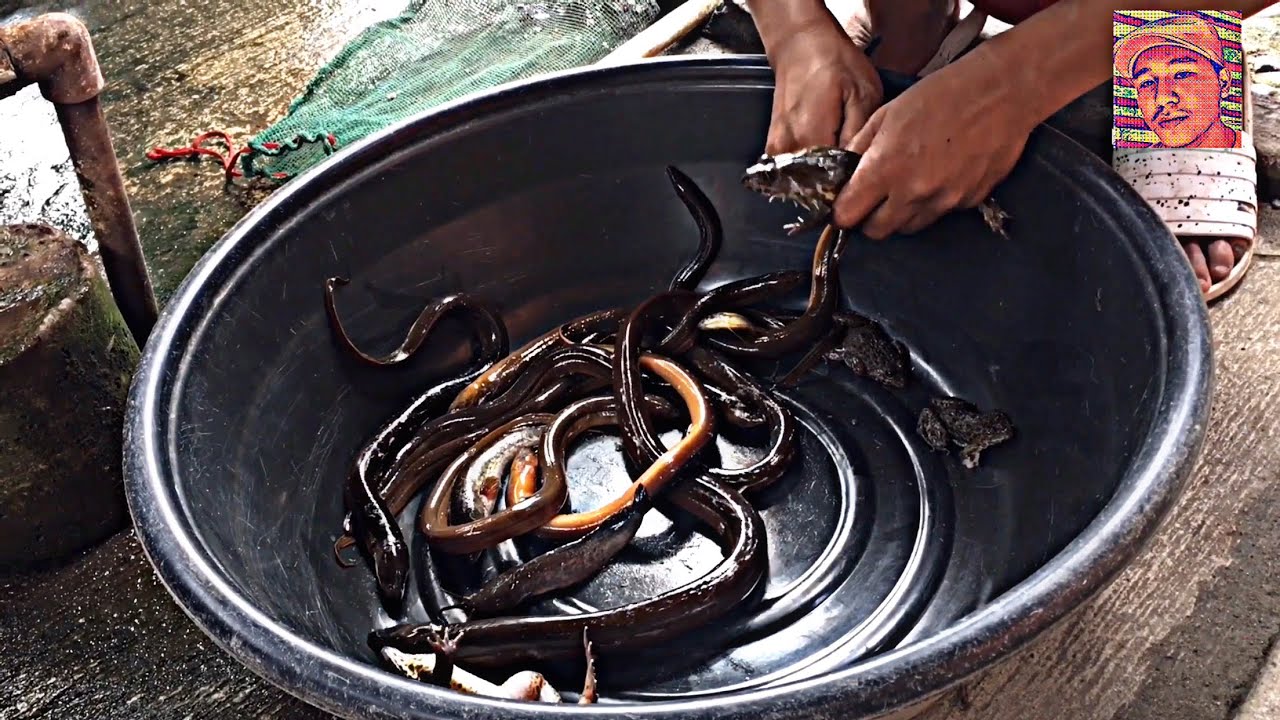 Igat| Catching Electric Eel | Catch and Cook |