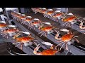 Amazing Modern Crab Processing Lines Inside The World&#39;s Leading Crab Processing Factory!