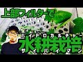 上部フィルターで水耕栽培 ハイドロカルチャーサイバイマン