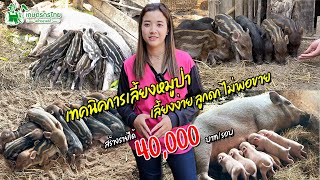 เลี้ยงหมูป่า เลี้ยงง่ายลูกดก แต่ก็ยังไม่พอขาย สร้างรายขั้นต่ำ 40,000 บาท/รอบ l ชมสวนเกษตรกรไทย Ep298