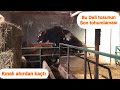 Deli tosunun son inek tohumlaması/Doğal yolla inek tohumlama(inek kaçtı)
