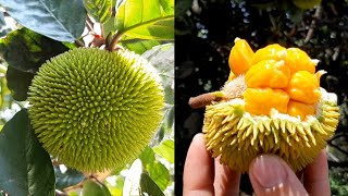 Amazing! Super Small Jackfruit | Very Delicious !!!