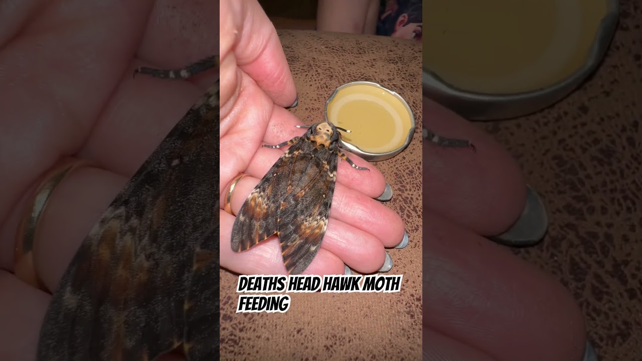 Deaths head hawk moth feeding 
