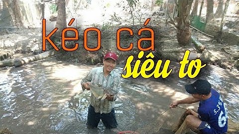 Kéo lưới bắt cá miệt vườn|| cá tai tượng, cá vồ siêu to.