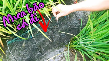 Mưa bão cá đi nên bắt được nhiều | Bông lúa Miền Tây