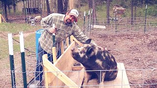 He DESTROYED his HOUSE! Our First Month with Idaho Pasture Pigs