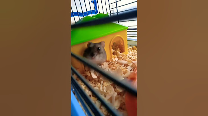 подготавливаю домик для беременной Шайни🐹🕊️😄