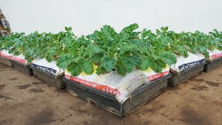 No care required. Let's explore the easy method of growing kale in soil bags for beginners.