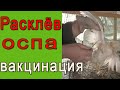 Расклёв, оспа птиц || Зачем прививать птицу?