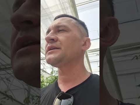 Доктор Харвест и