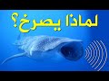 الحوت الازرق كشف حقيقة الصوت الذي ارعب الجميع