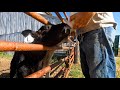 Yearlings first pasture move and hungry calves