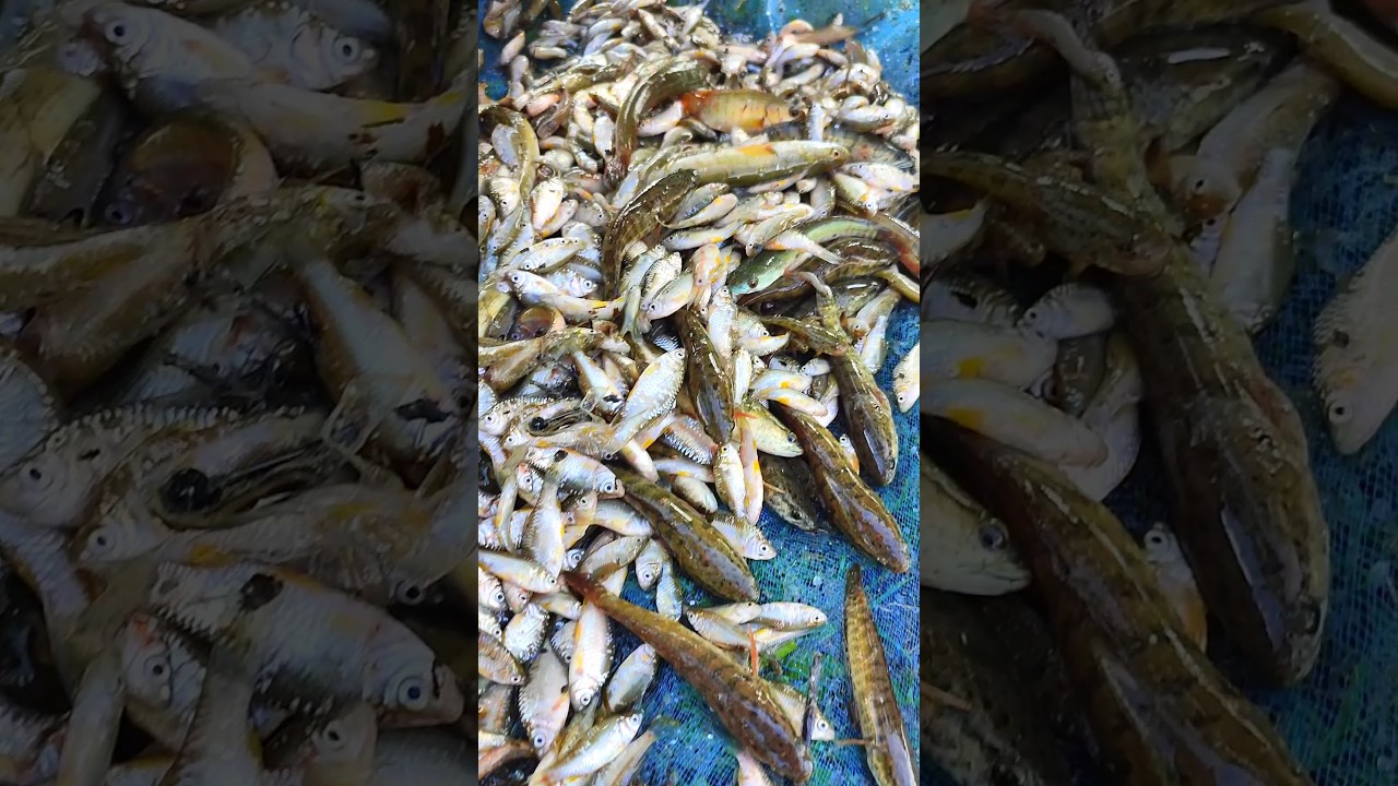 River fish 🐠🐋🐟