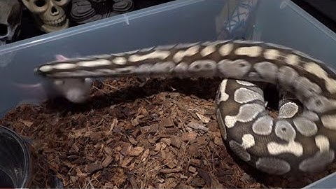 Python Grabs Rat by the Neck / Warning Live Feeding
