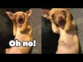 Funny cats and dogs #19 - Try not to laugh or grin 🤣😹🐶