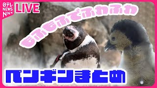 【ペンギンまとめ】もふもふでふわふわなペンギンの赤ちゃん / “パタパタ” ペンギンが追いかけていたのは… / ペンギンの暑さ対策とは？　など（日テレニュース LIVE）