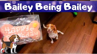 Happy Birthday Bailey - Bailey Being Bailey by Bailey The Beagle 206 views 1 year ago 8 minutes, 4 seconds