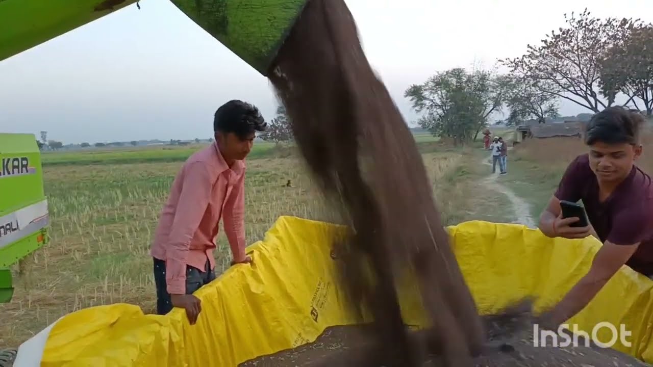 Harvester से सरसों की कटाई | Mustard harvesting with combine | Balkar Combine harvester #balkar